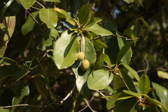 Terminalia chebula